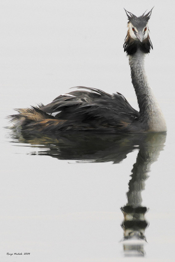 Svasso maggiore - Podiceps cristatus